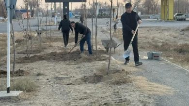 Photo of БӘЙДІБЕК: ШАЯН ЕЛДІ МЕКЕНІНДЕ КҮЗГІ ТАЛ ЕГУ ЖҰМЫСТАРЫ ЖАЛҒАСУДА