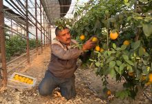 Photo of САРЫАҒАШТЫҚ ШАРУА ЖЫЛЫЖАЙДАН ЖЫЛЫНА 200 ТОННА ЛИМОН ЖИНАП ОТЫР