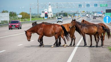 Photo of ЖОЛҒА ШЫҚҚАН МАЛ ЖҮРГІЗУШІЛЕРГЕ ҚАУІП ТӨНДІРЕДІ