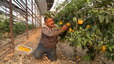 Photo of САРЫАҒАШТЫҚ ШАРУА ЖЫЛЫЖАЙДАН ЖЫЛЫНА 200 ТОННА ЛИМОН ЖИНАП ОТЫР