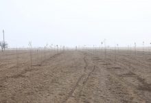 Photo of ТҮРКІСТАН: АРЫС ҚАЛАСЫНДА 5 ГЕКТАР АЛҚАПҚА ЖЕМІС БАУЫ БОЙ КӨТЕРДІ – АГРОТЕХНОЛОГИЯЛАР МЕН ӘЛЕУМЕТТІК ӘСЕРЛЕР