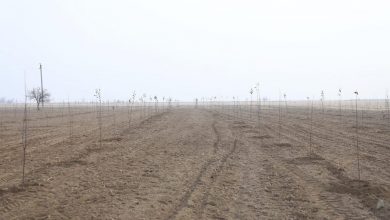 Photo of ТҮРКІСТАН: АРЫС ҚАЛАСЫНДА 5 ГЕКТАР АЛҚАПҚА ЖЕМІС БАУЫ БОЙ КӨТЕРДІ – АГРОТЕХНОЛОГИЯЛАР МЕН ӘЛЕУМЕТТІК ӘСЕРЛЕР
