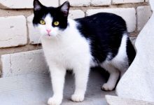 Photo of ҚЫЗЫЛОРДА ОБЛЫСЫНДА МЫСЫҚТЫ ҚИНАҒАН ЕР АДАМ ЖАЗАЛАНДЫ